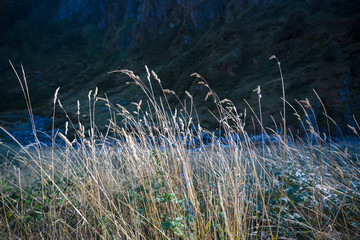 In the foreground some swaying tufts of grass, illuminated by the setting sun, in the background a mountain stream.