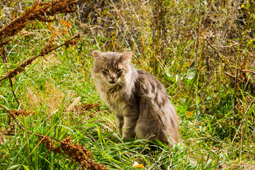 Naklejka na ściany i meble Grey shaggy domestic cat sitting in yellow and green grass in meadow, autumn landscape 