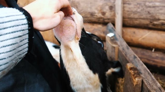 Black and white cow licks tongue a farmers hand against a close-up in the stall, slow motion