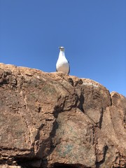 Seagull looking in the distance