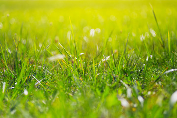 closeup green grass in the prairie