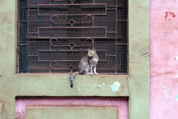 A cat is doing nothing around the door in Goa old town