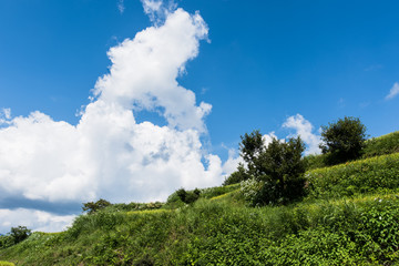 日本の田舎　夏