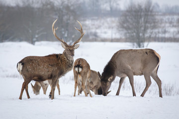 Sika or spotted deer herd on snow in winter. Japanese deer Cervus nippon in wildlife
