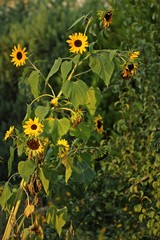 Verzweigte Sonnenblume im Morgenlicht
