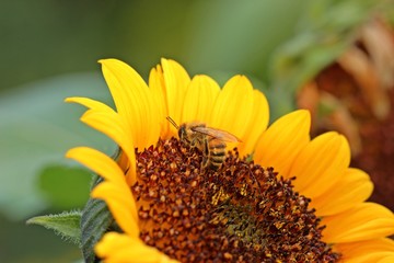 Biene mit Morgentau auf Sonnenblume im Morgenlicht   © Schmutzler-Schaub