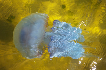 jellyfish swim in a water