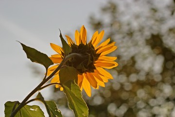 Sonnenblume im Morgengegenlicht

