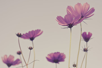 Cosmos flower in park,soft focus.