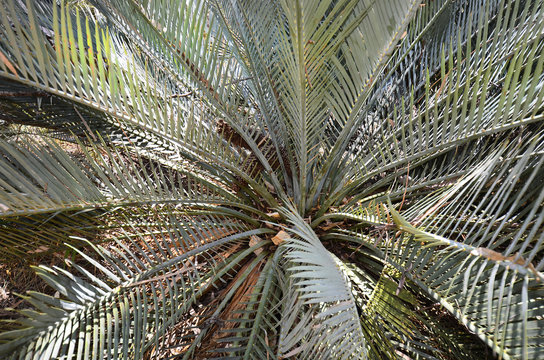 Australia, Northern Territory, McDonnell Range, botany