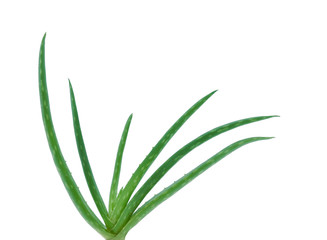 Aloe Vera On White Background.