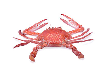 crab isolated on white background.