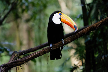 Fototapeta premium Ramphastos toco