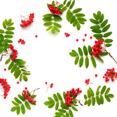 Rowan isolated on white background flat lay, top view.