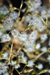 Closed fluffy dandellion buds of lettuce flowers, close up macro  detail, natural organic texture, top view