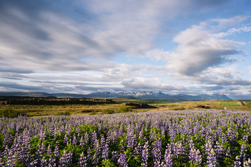 Flowers of lupine on fields in Iceland