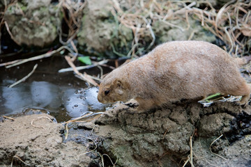 上野動物園 プレーリードッグ
