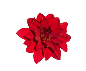 The dahlia (name, Babylon) in the dahlia garden Baden Baden near the lichtentaler alley....