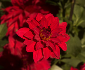 The dahlia (name, Babylon) in the dahlia garden Baden Baden near the lichtentaler alley....