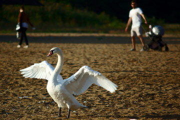 łabądź  © Adam