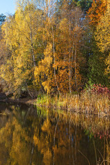 Autumn colored trees