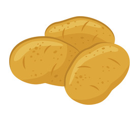 Potatoes isolated on white background, vector illustration.