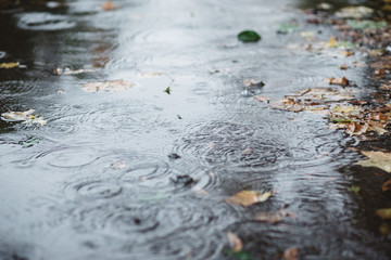 Drops of rain water on a fresh asphalt in the autumn, floating autumn leaves