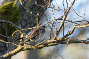 Fieldfare on a branch with spring buds