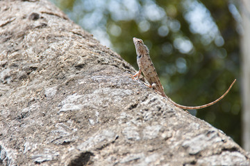 Lizard sitting on a stone