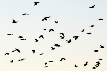 Jackdaws flying in the sky