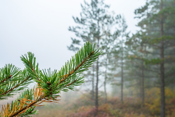 Pine branch in the misty morning light in the forest
