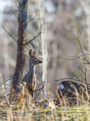 Roe deers in the woodland