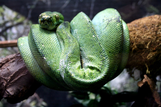 Close up of a resting green tree python