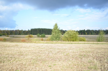 Obraz premium landscape, field, sky, grass, nature, meadow, summer, green, forest, blue, rural,