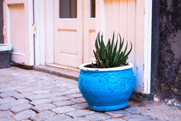 A large blue pot of agave on a narrow street in the medina of Essaouira. Africa Morocco Essaouira