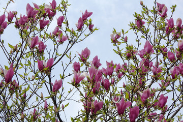 Magnolia bloomming  pink in the park
