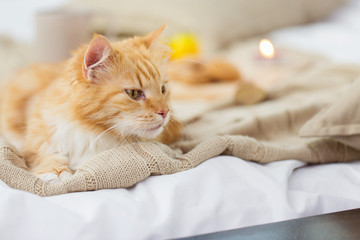 pets and hygge concept - red tabby cat lying on blanket at home in winter