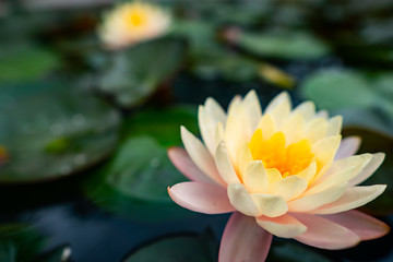 Obraz na płótnie Canvas A close-up with the beauty of the lotus