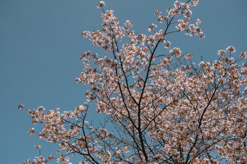 Cherry Blossoms