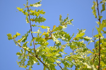 tree, nature, spring, sky, branch, green, leaf, oak