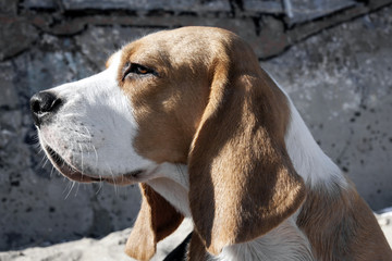 Portrait of a beagle dog, close-up, head.