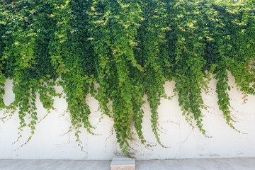 Virginia creeper (Parthenocissus quinquefolia) plant on the white wall.