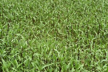 green grass background