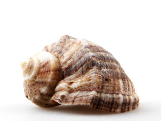 Rapana isolated on white background.