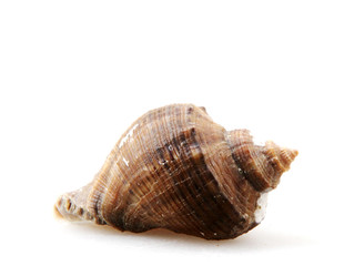 Rapana isolated on white background.