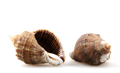 Rapana isolated on white background.