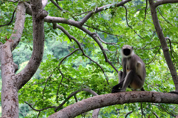 The black-faced Indian monkey sitting on a branch