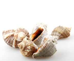 Rapana isolated on white background.