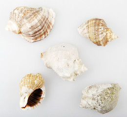 Rapana isolated on white background.