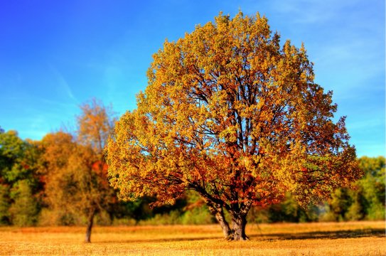 Arbol